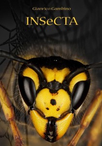 insecta